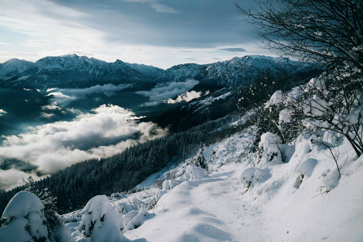 Group following a marked snowshoe thrill route through pine forest with mountain backdrop